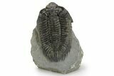 Large, Bug-Eyed Coltraneia Trilobite Fossil - Ofaten, Morocco #381470-2